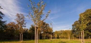 Een deel van de bomen geplant in het huwelijks- en geboortebos